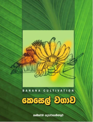 කෙසෙල් වගාව - kesel wagawa